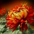 【乡观?菊花观】《菊花曲》