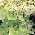 蜻蜓入怀