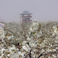 冠州梨园风景区-春