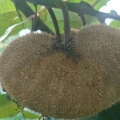 黄草坡小米