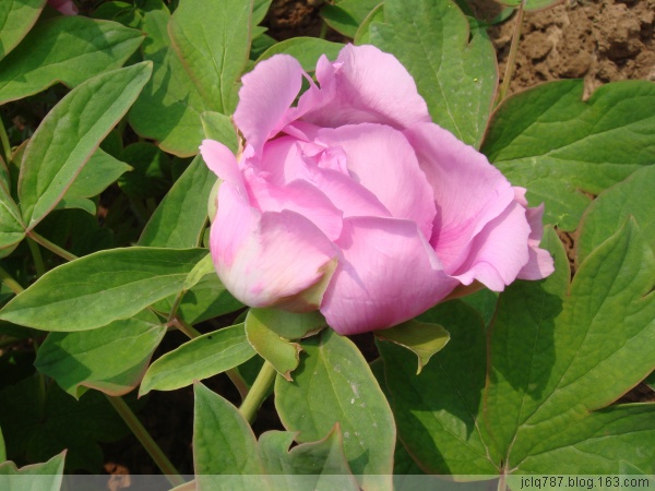 菏泽牡丹-54.jpg