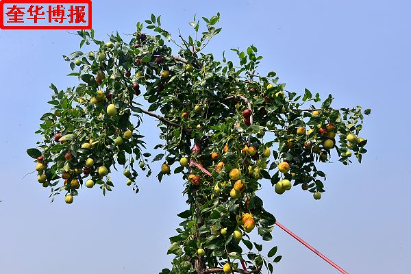 肖庄镇圆铃大枣生态园里来了城里客人