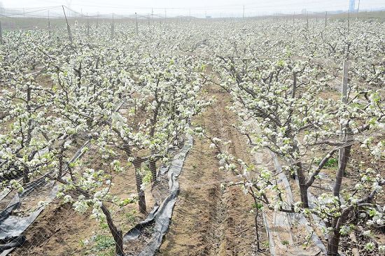 2018年4月2日，山东省茌平县振兴街道吴官屯常路春的梨园、草莓大棚。 (7).JPG