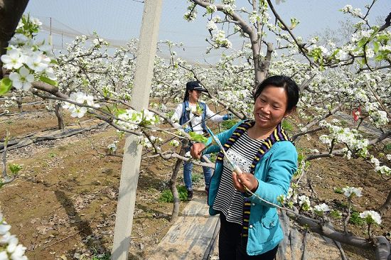 2018年4月2日，山东省茌平县振兴街道吴官屯常路春的梨园、草莓大棚。 (72).JPG