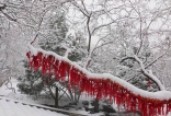 踏雪千佛山，寻梅植物园