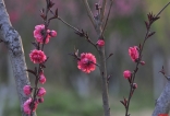 春系列•千佛山下桃花园·踏雪赏梅